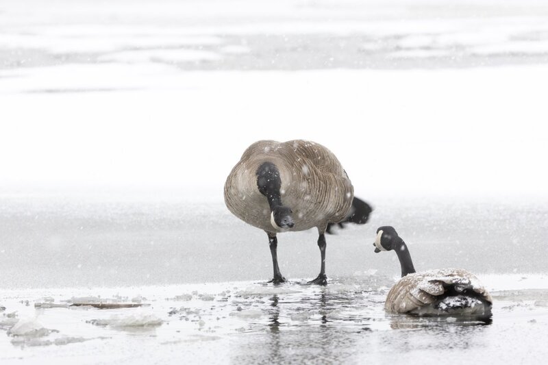 canadagoose0029.jpg