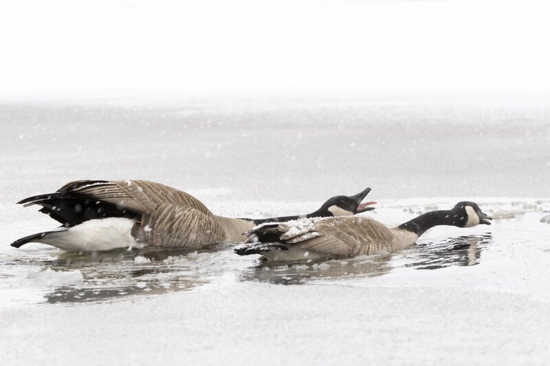 canadagoose0030.jpg