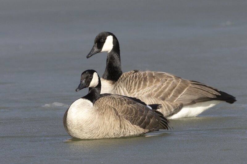 canadagoose0054.jpg