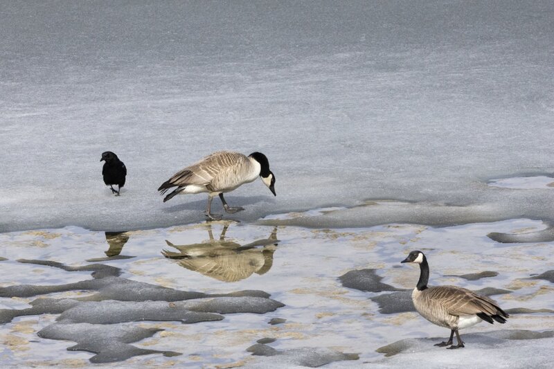 canadagoose0058.jpg