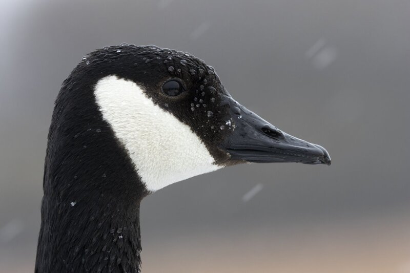canadagoose1116.jpg