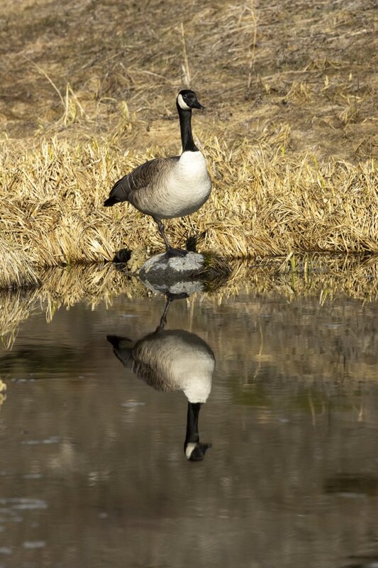 canadagoose1523.jpg