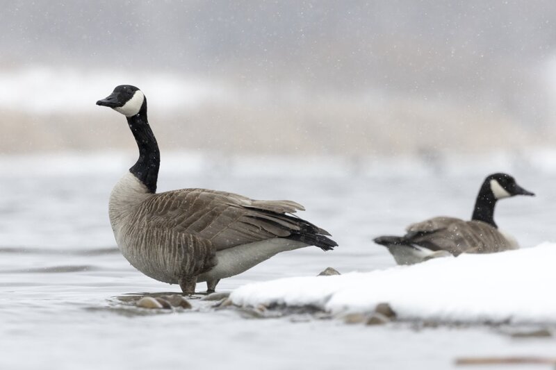 canadagoose7604.jpg
