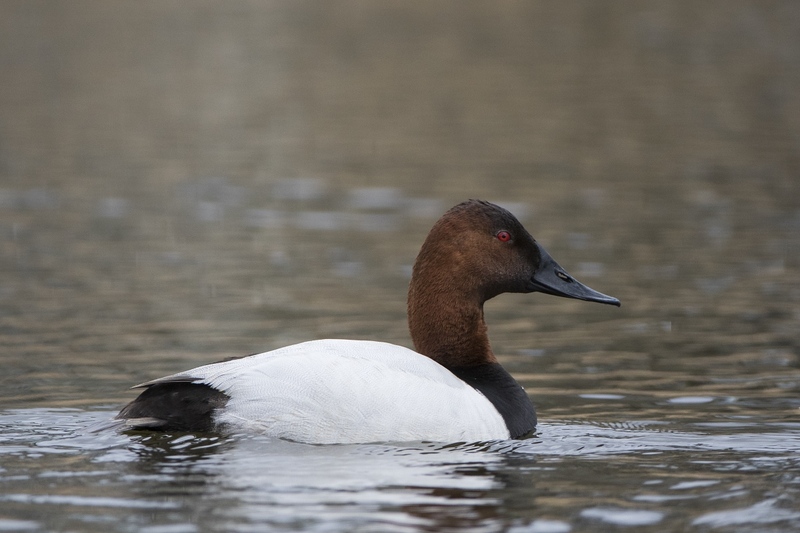 canvasback-0553 (2).jpg :: Drake canvasback duck swimming