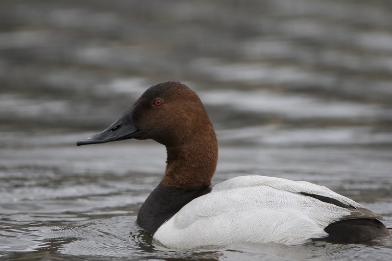 canvasback-0571.jpg :: Drake canvasback duck swimming