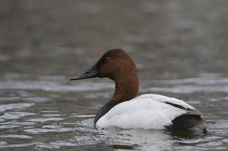 canvasback-0582.jpg :: Drake canvasback duck swimming