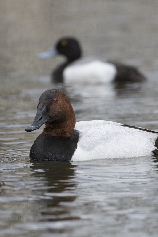 canvasback-0586.jpg :: Drake canvasback duck swimming