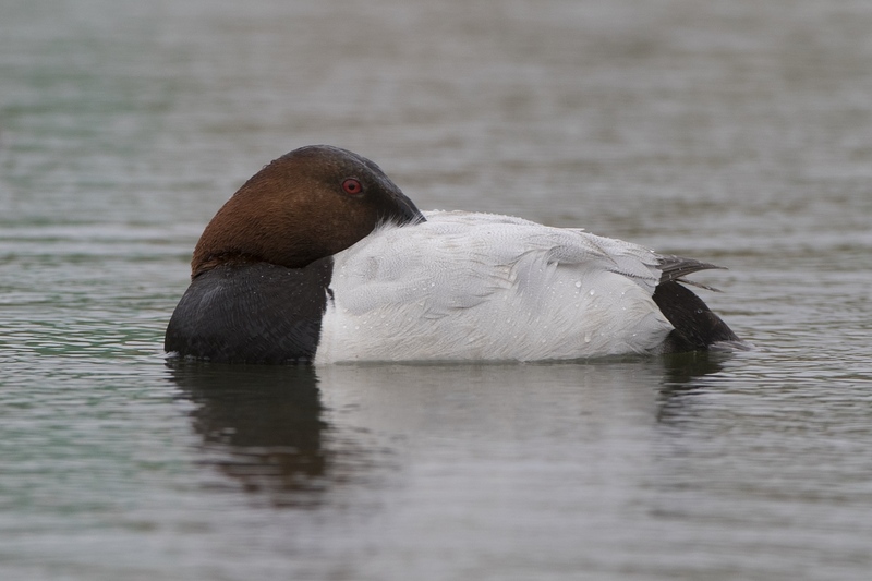 canvasback-2041.jpg :: Drake canvasback duck resting