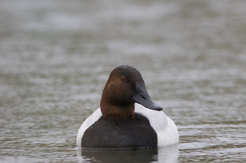canvasback-2075.jpg :: Drake canvasback duck swimming