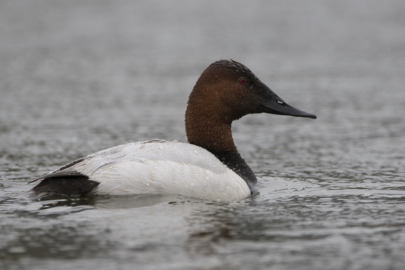 canvasback-2205.jpg :: Drake canvasback duck swimming