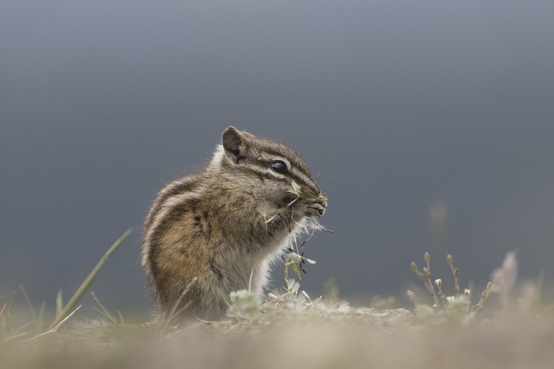 chipmunk-05301.jpg :: Least chipmunk feeding on dandelion seedhead