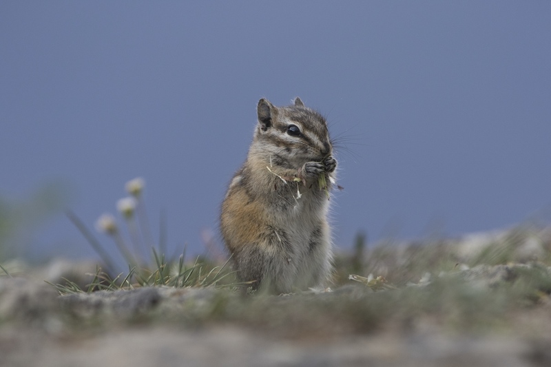 chipmunk-05371.jpg :: Least chipmunk feeding on dandelion seedhead