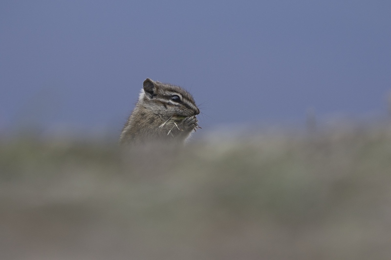 chipmunk-0545.jpg :: Least chipmunk feeding on dandelion seedhead