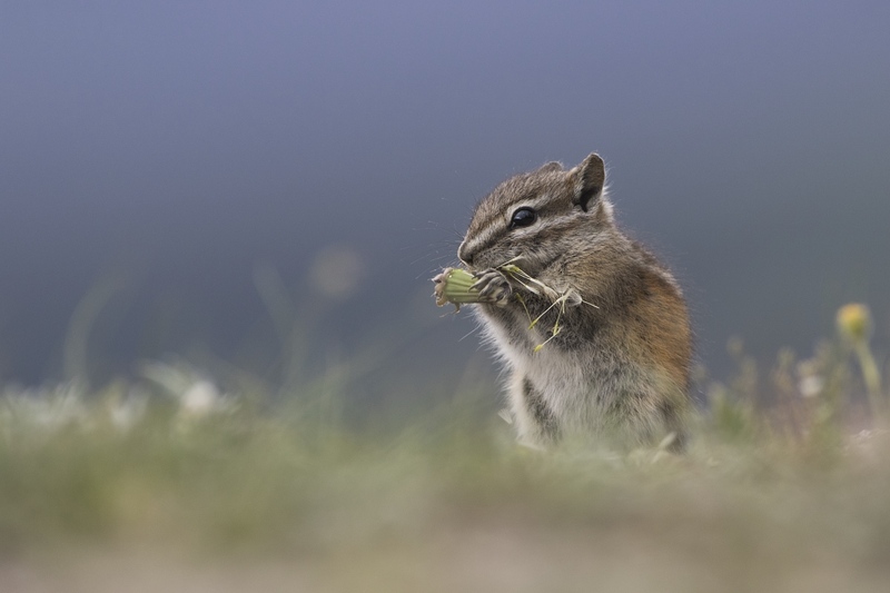 chipmunk-0553.jpg :: Least chipmunk feeding on dandelion seedhead