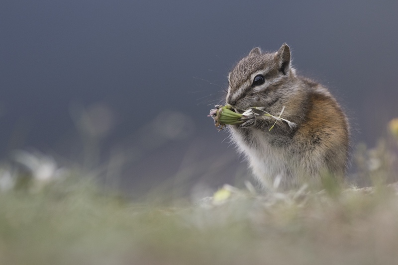 chipmunk-0561.jpg :: Least chipmunk feeding on dandelion seedhead