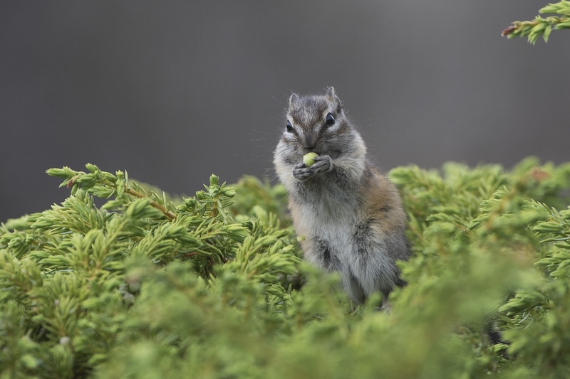chipmunk-0597.jpg :: Least chipmunk eating juniper berry