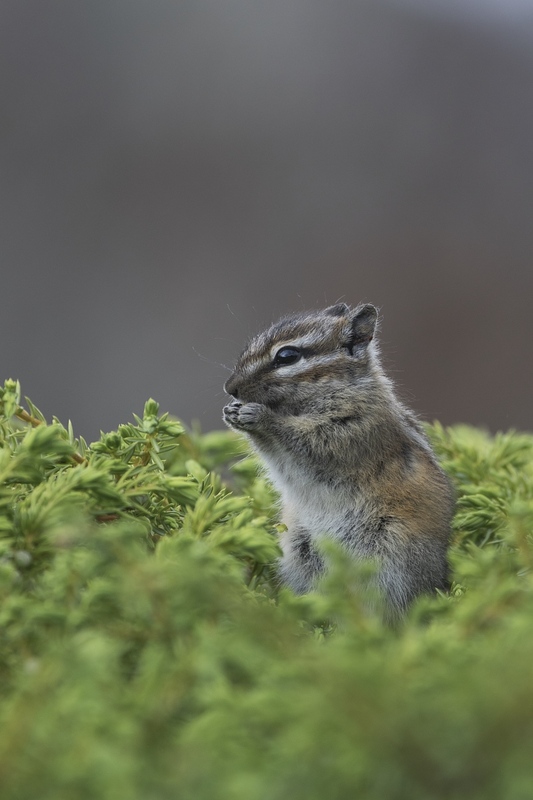 chipmunk-0614.jpg :: Least chipmunk eating juniper berry