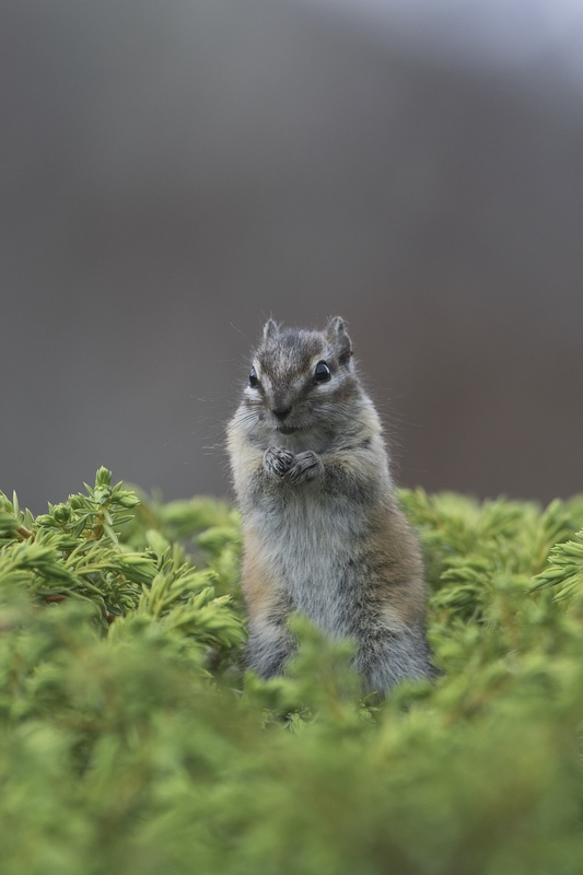 chipmunk-06191.jpg :: Least chipmunk eating juniper berry