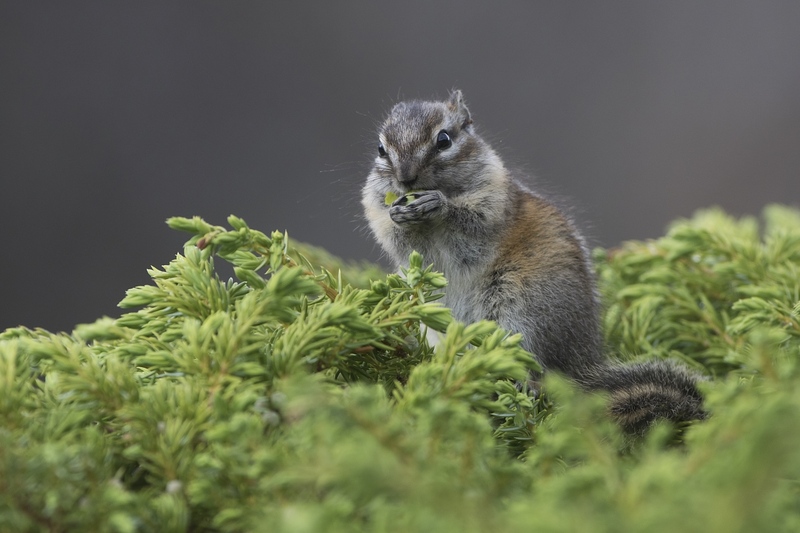 chipmunk-0625.jpg :: Least chipmunk eating juniper berry