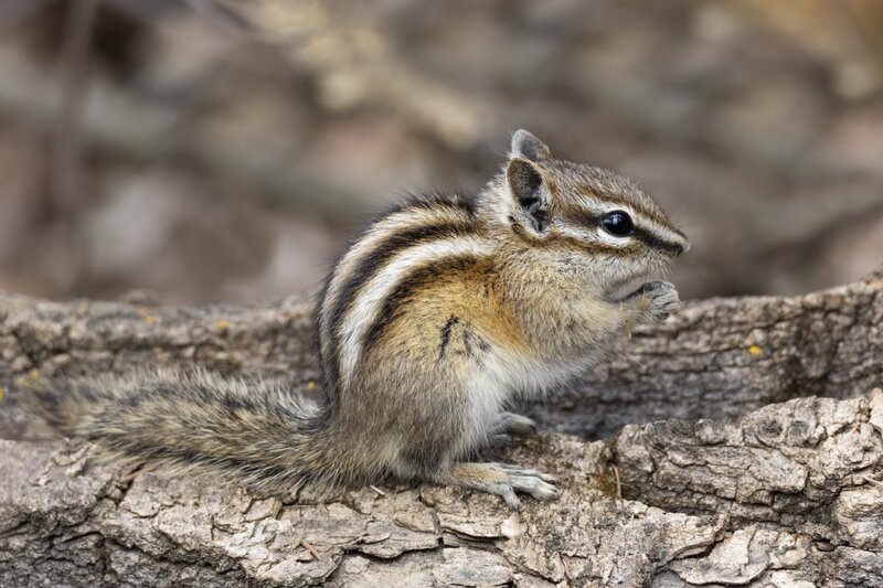 chipmunk1067f.jpg