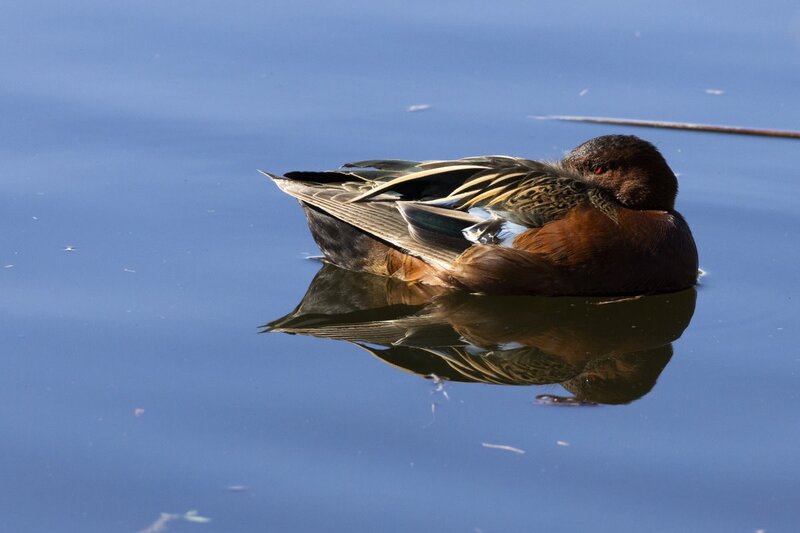 cinnamonteal4636.jpg