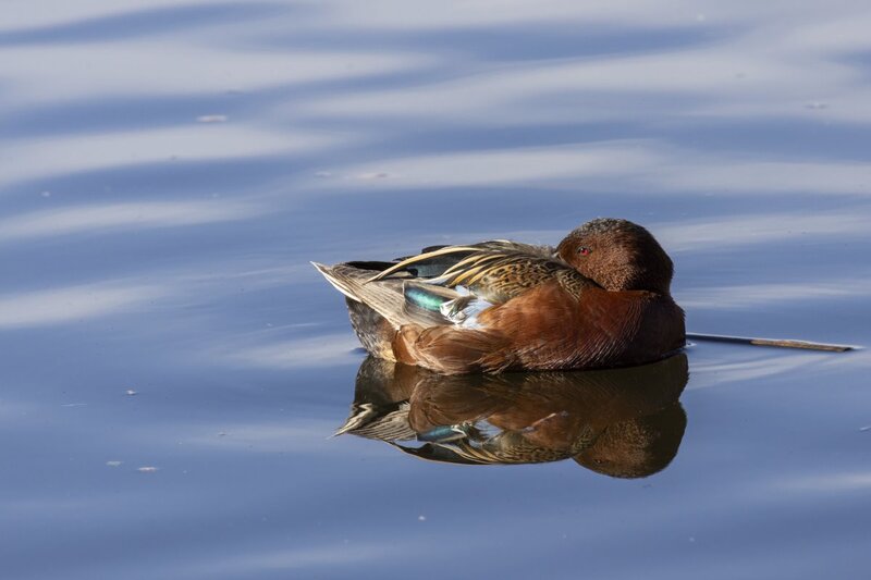 cinnamonteal4643.jpg