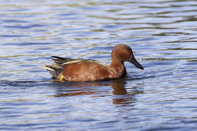 cinnamonteal4803.jpg