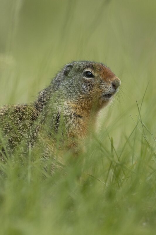 columbiangroundsquirrel-0634.jpg :: Columbian ground squirrel in grass