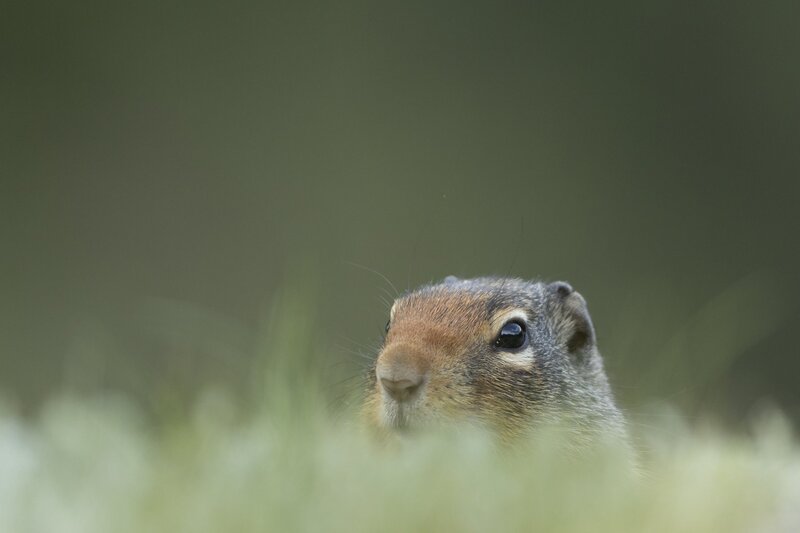 columbiangroundsquirrel-0729.jpg :: Columbian ground squirrel peers out of den in grassy field