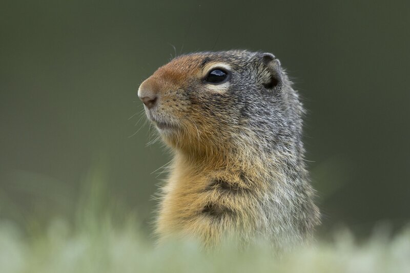 columbiangroundsquirrel-0730.jpg :: Columbian ground squirrel peers out of den in grassy field