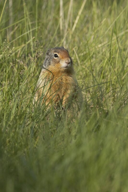 columbiangroundsquirrel-0870.jpg :: Columbian ground squirrel in grass