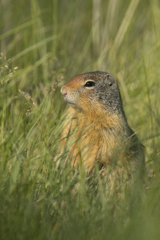 columbiangroundsquirrel-0872(1).jpg :: Columbian ground squirrel in grass