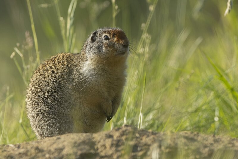 columbiangroundsquirrel-0880.jpg :: Columbian ground squirrel stands at den entrance