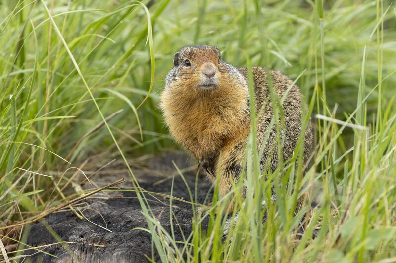 columbiangroundsquirrel-10881.jpg :: Columbian ground squirrel on stump