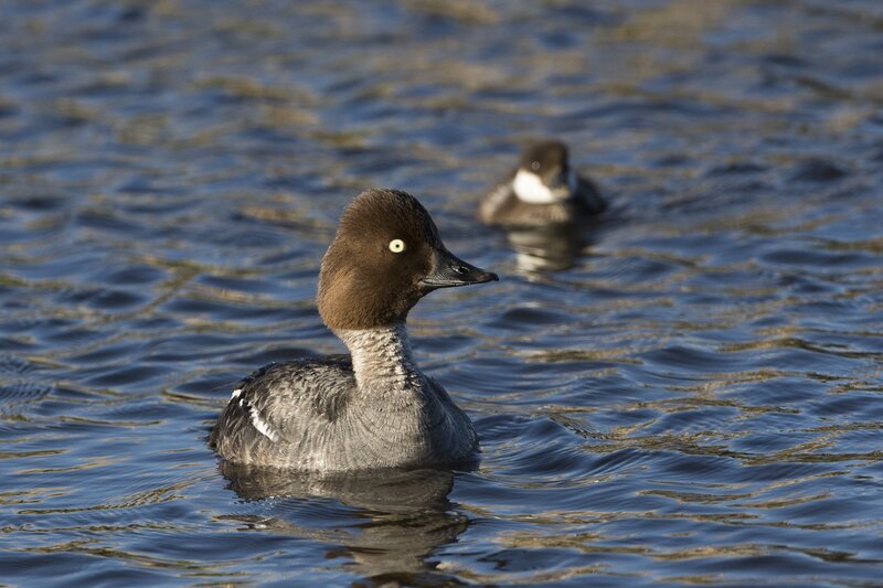 commongoldeneye-9819(1).jpg :: Common goldeneye hen with ducklings on pond