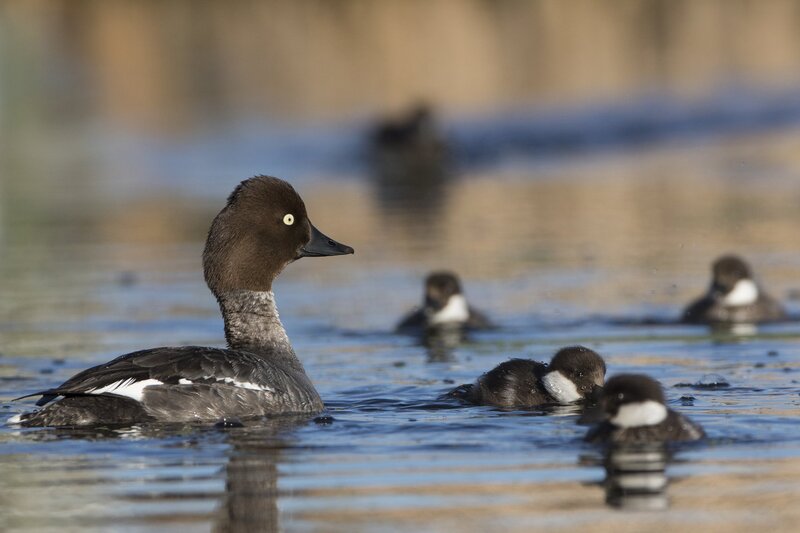 commongoldeneye-9828.jpg :: Common goldeneye hen with ducklings on pond