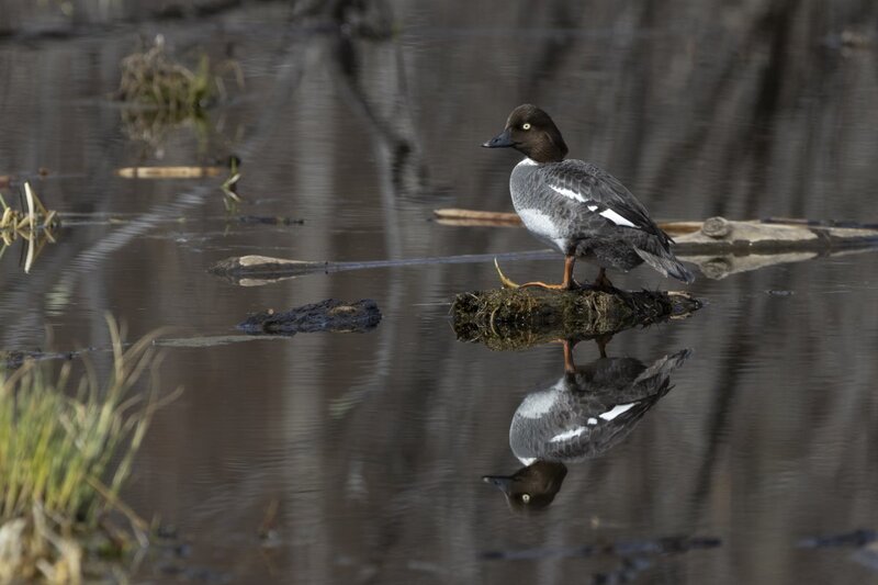 commongoldeneye1372.jpg