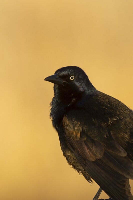commongrackle-4057.jpg :: Close-up of common grackle