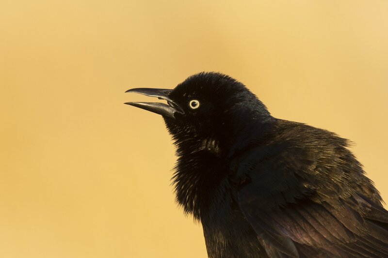 commongrackle-4065(1).jpg :: Close-up of common grackle