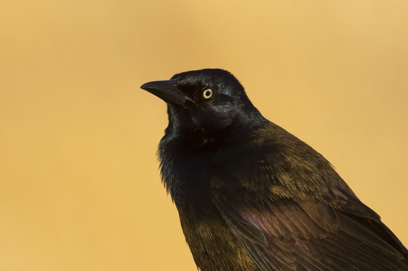 commongrackle-4067.jpg :: Close-up of common grackle
