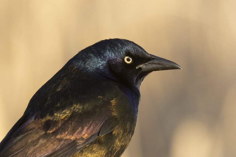 commongrackle-4099.jpg :: Close-up of common grackle