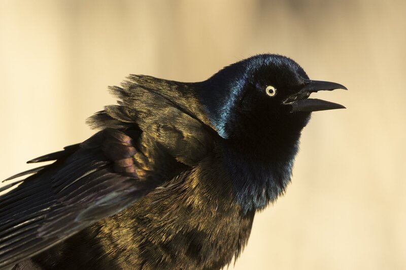 commongrackle-4111.jpg :: Close-up of common grackle
