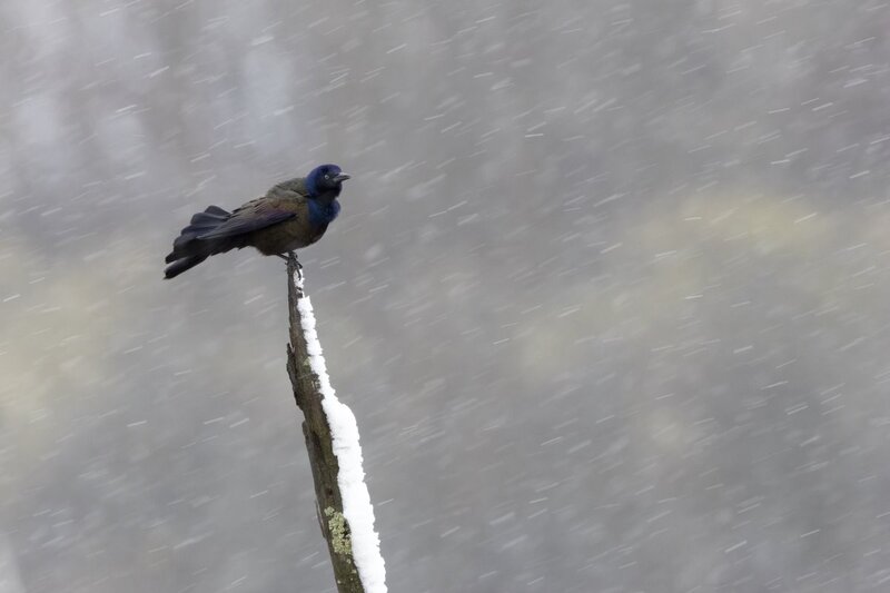 commongrackle1117e.jpg