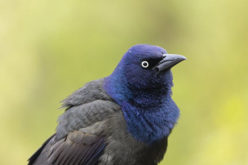 commongrackle1986.jpg