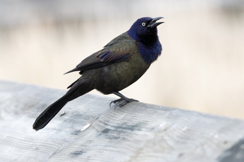 commongrackle2016.jpg
