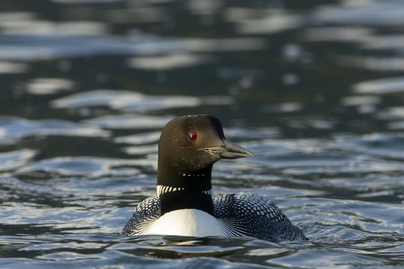 commonloon-0915.jpg :: Common loon on lake