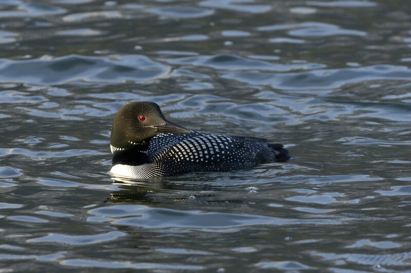commonloon-0931.jpg :: Common loon on lake
