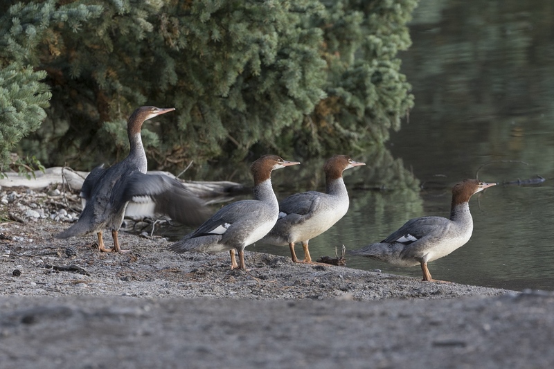 commonmerganser-3904.jpg :: Young common mergansers on lakeshore