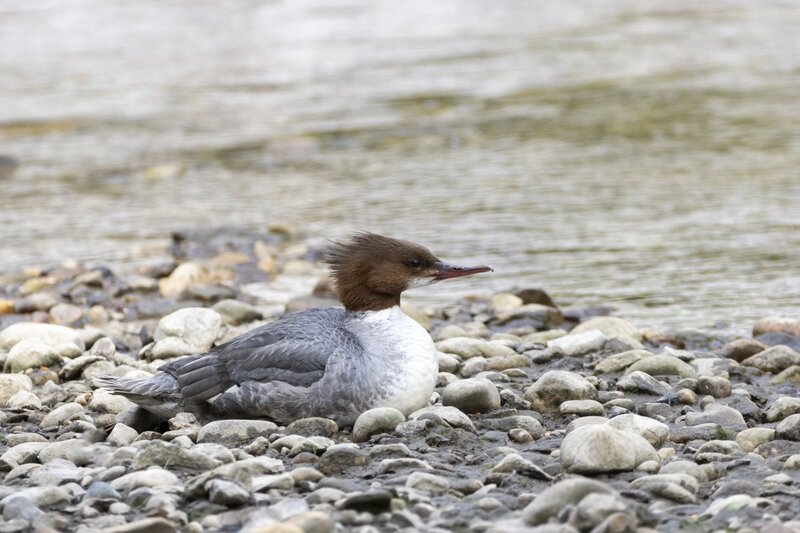 commonmerganser2059.jpg