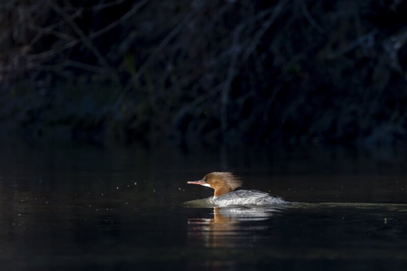 commonmerganser2119.jpg